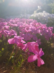 20180526_190731.jpg