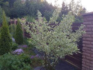 20180526_192514.jpg