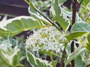 20180526_192551.jpg