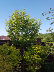 20180527_155312.jpg