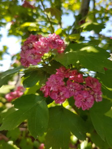 20180527_155326.jpg