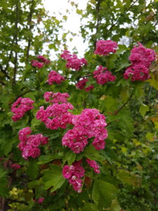 20170607_163347.jpg