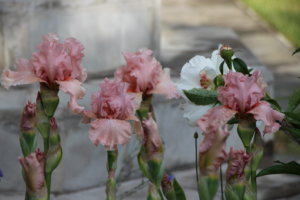 IMG_6127.JPG
