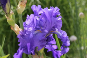 IMG_6074.JPG