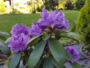 20180531_154115.jpg
