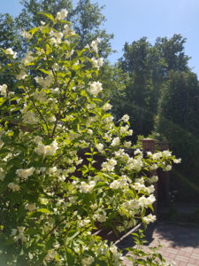 20180603_112117.jpg