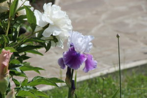 IMG_6061.JPG