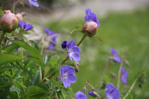 IMG_6227.JPG