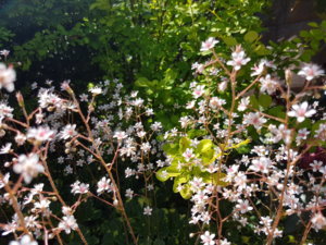 20180603_112807.jpg