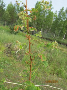 IMG_0771.JPG