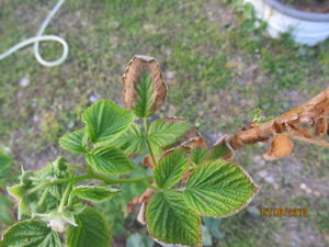 IMG_0813.JPG