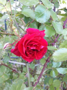 20180615_204759.jpg