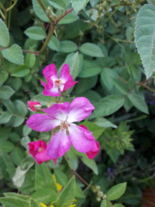 20180615_204845.jpg