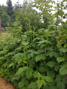 20180616_091433.jpg