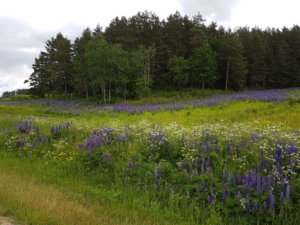 20170623_131254.jpg