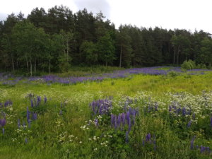 20170623_131230.jpg