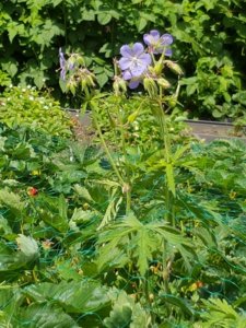 20180617_130750.jpg