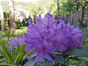 20180531_153806.jpg