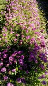 DSC_0512.jpg