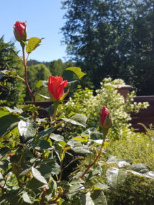 20180608_103230.jpg