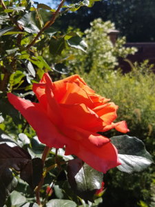 20180608_103210.jpg