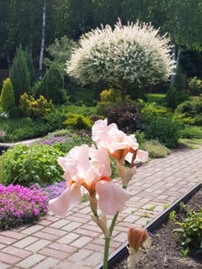 20180603_135957.jpg