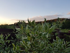 20180606_211025.jpg