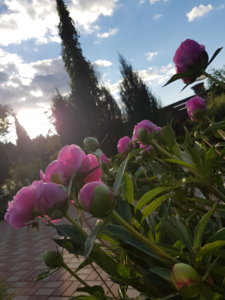 20180607_194229.jpg