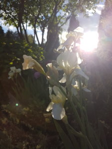 20180607_194359.jpg