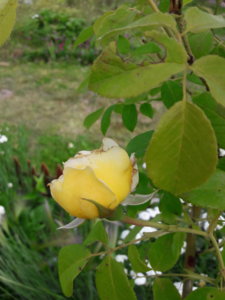 20180621_104215.jpg