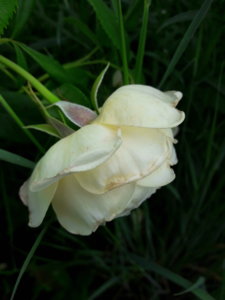 20180621_104239.jpg