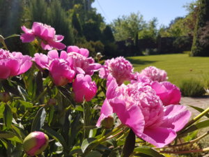 20180608_102946.jpg