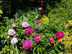 20180608_103343.jpg