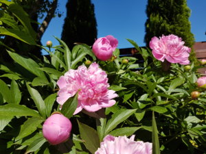 20180608_103410.jpg