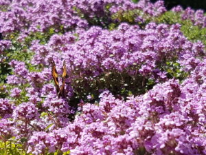 20180608_102723.jpg