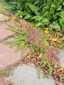 20180622_172534.jpg