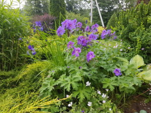 20180615_092158.jpg