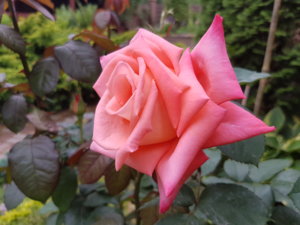 20180615_093826.jpg
