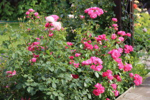 IMG_7016.JPG
