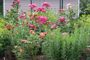 IMG_6991.JPG