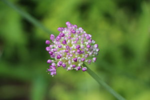 IMG_6974.JPG