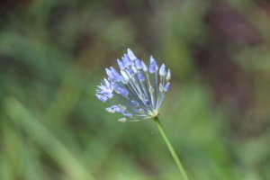 IMG_6972.JPG