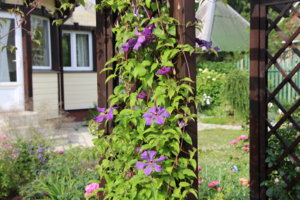 IMG_7006.JPG