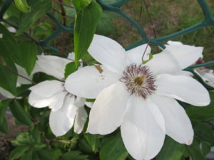 IMG_7586.JPG