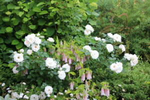 IMG_7043.JPG
