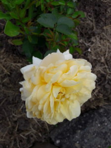 20180629_154748.jpg