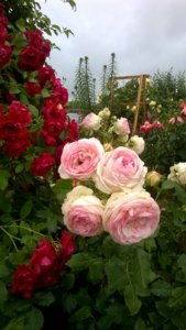 WP_20180615_18_55_00_Pro.jpg