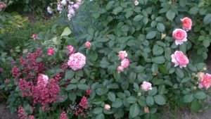 WP_20180602_17_22_06_Pro.jpg