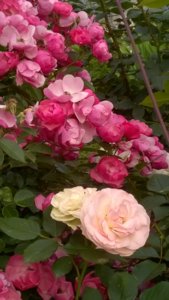WP_20180613_18_49_08_Pro.jpg