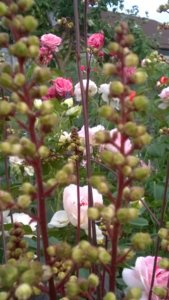 WP_20180613_18_48_57_Pro.jpg
